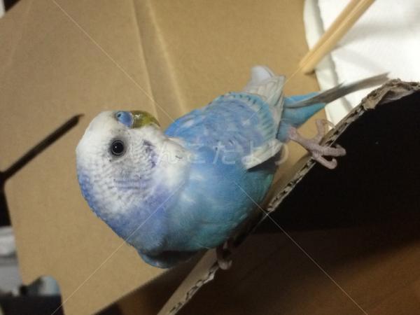 保護鳥の写真