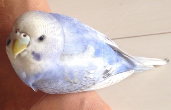 保護鳥の写真