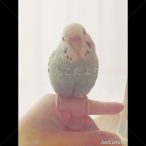 迷い鳥の写真