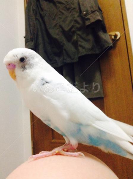 迷い鳥の写真