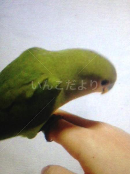 迷い鳥の写真