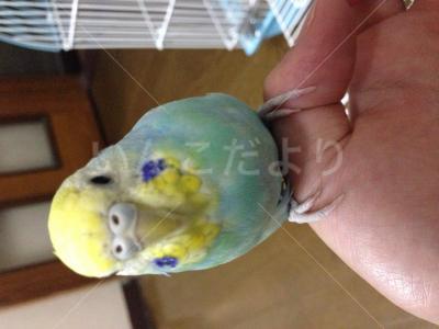迷い鳥の写真