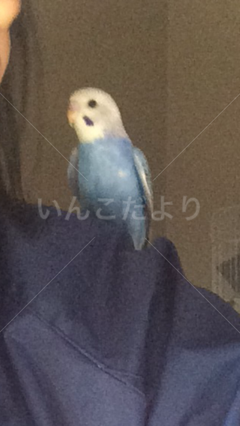 迷い鳥の写真