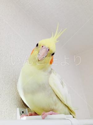 迷い鳥の写真