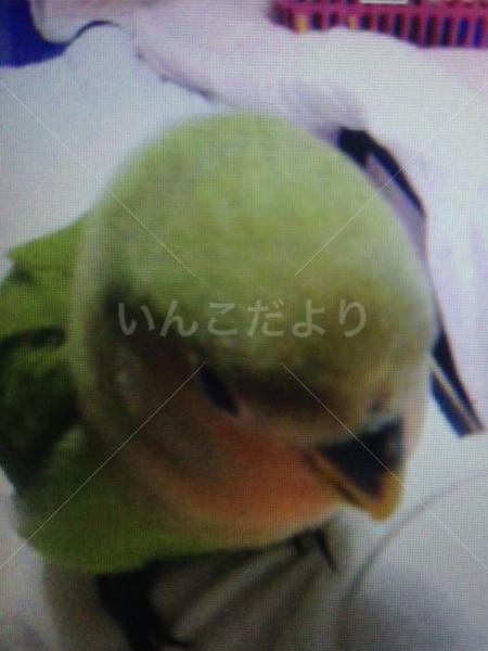 迷い鳥の写真