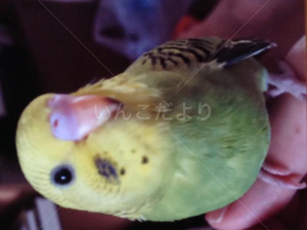 迷い鳥の写真
