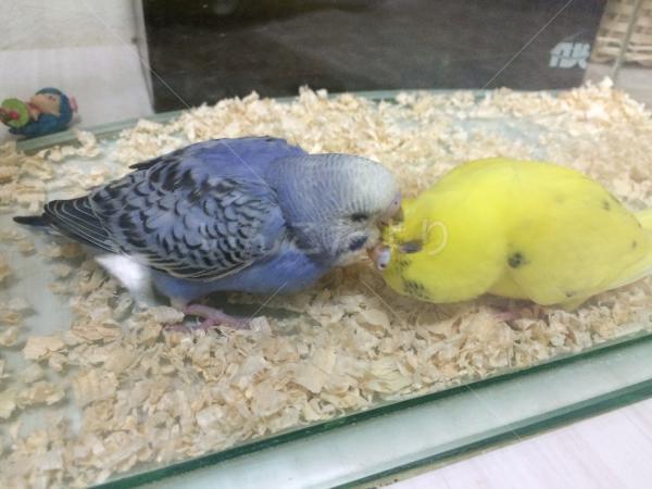 迷い鳥の写真