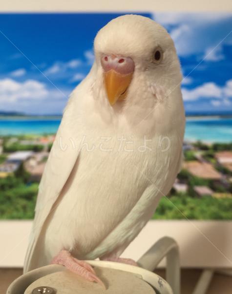 迷い鳥の写真