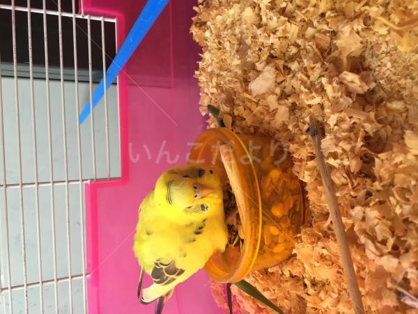 保護鳥の写真