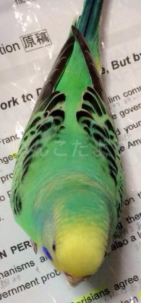 迷い鳥の写真