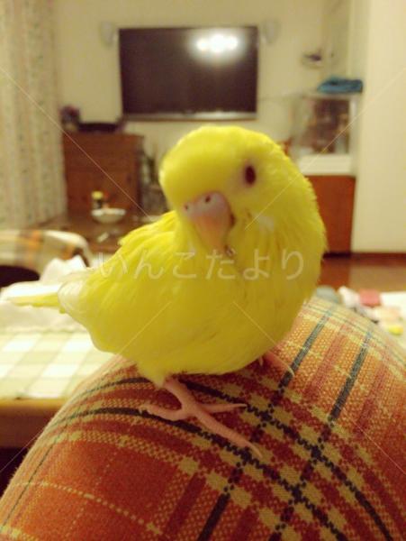 迷い鳥の写真