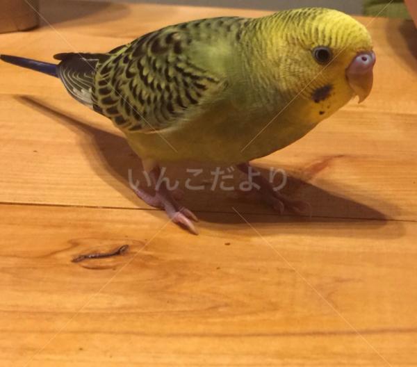 迷い鳥の写真