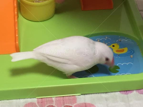 迷い鳥の写真