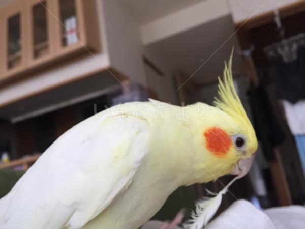 迷い鳥の写真