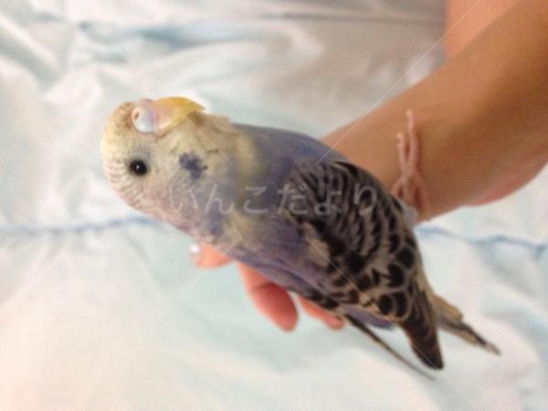 迷い鳥の写真
