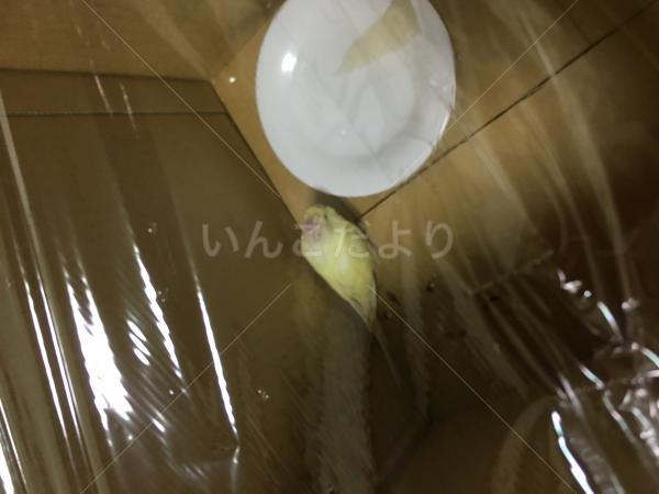 保護鳥の写真