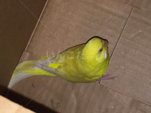 保護鳥の写真