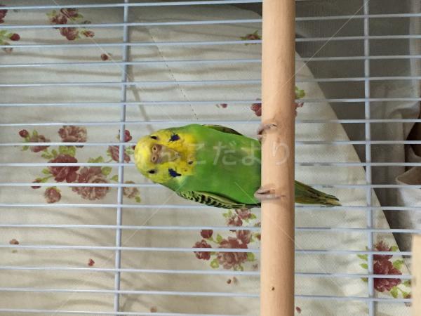 保護鳥の写真