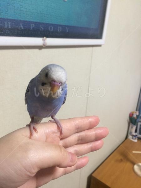 迷い鳥の写真