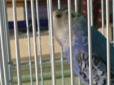 保護鳥の写真