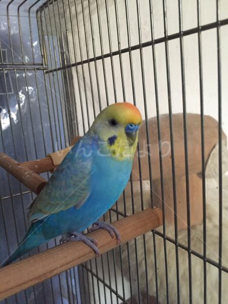 保護鳥の写真