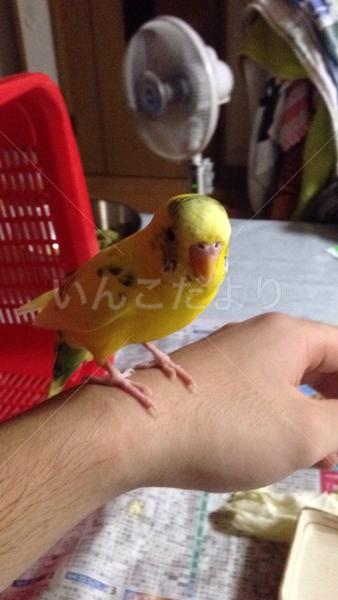 保護鳥の写真