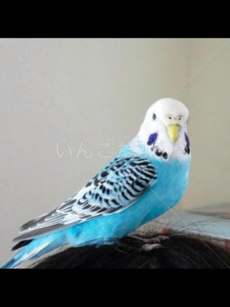 迷い鳥の写真