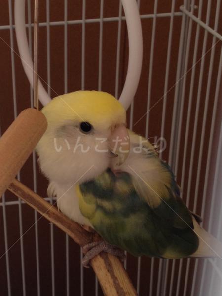 保護鳥の写真