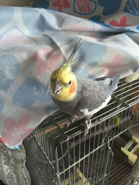 迷い鳥の写真