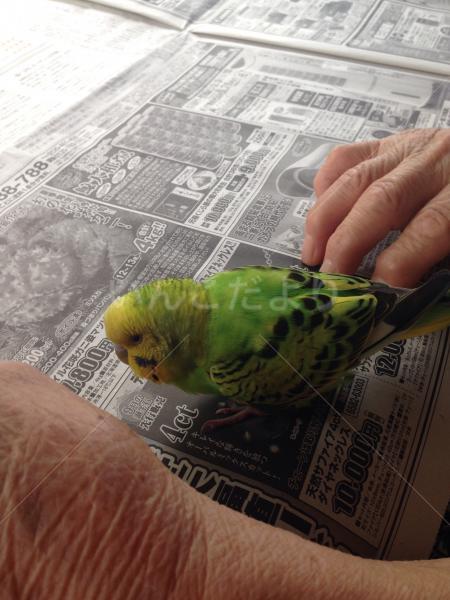 保護鳥の写真