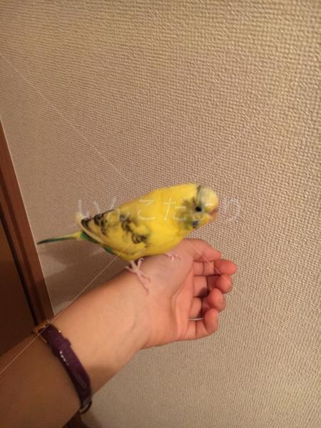 迷い鳥の写真