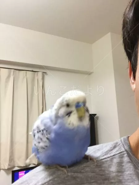 保護鳥の写真