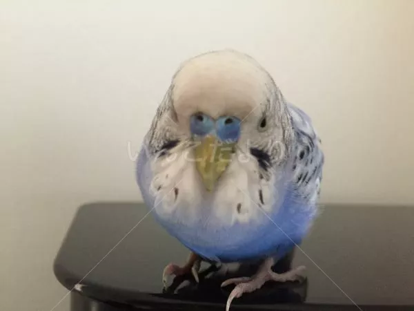 保護鳥の写真