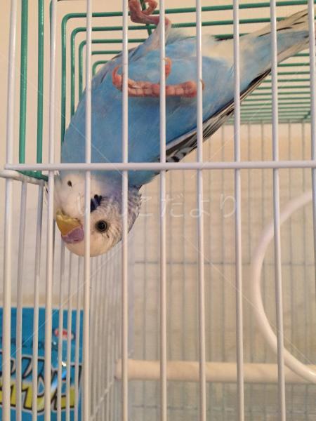 保護鳥の写真