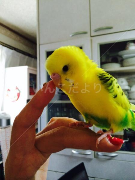 迷い鳥の写真