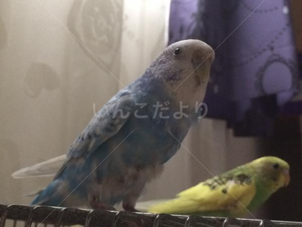 迷い鳥の写真