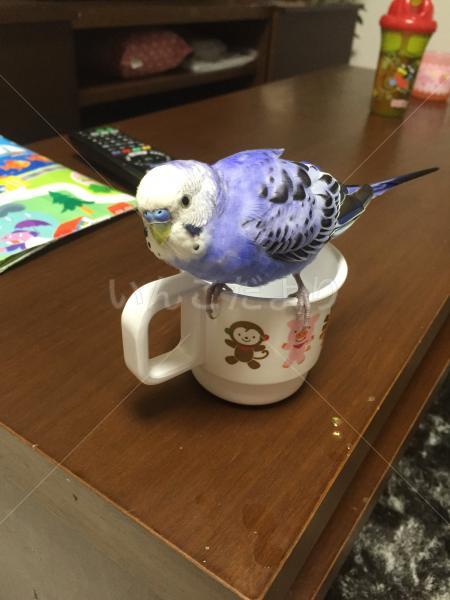 保護鳥の写真