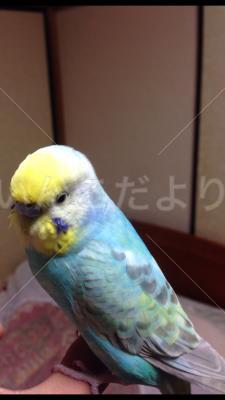 迷い鳥の写真