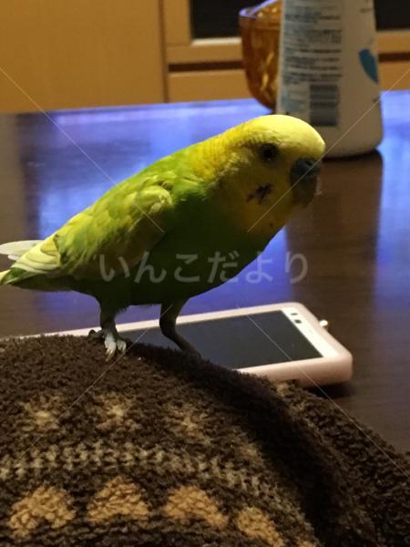 迷い鳥の写真