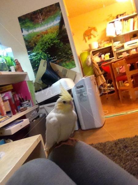 迷い鳥の写真