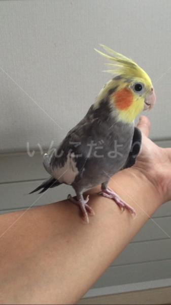 迷い鳥の写真