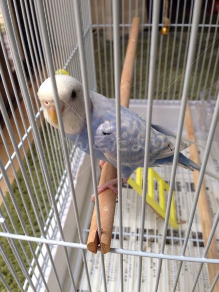 迷い鳥の写真