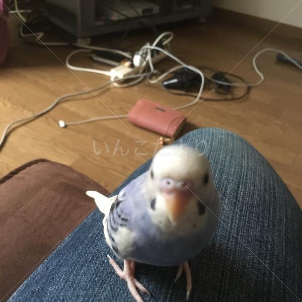 迷い鳥の写真