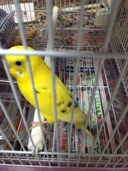 保護鳥の写真