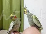 迷い鳥の写真