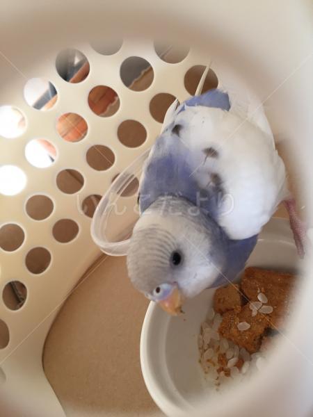 保護鳥の写真