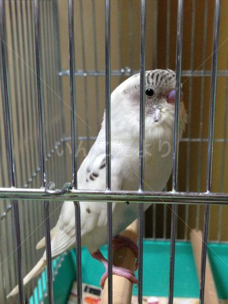 保護鳥の写真