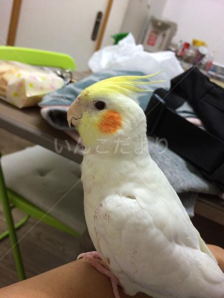 迷い鳥の写真