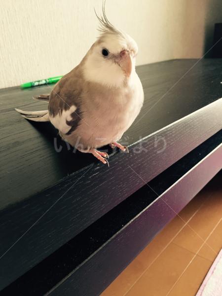 迷い鳥の写真