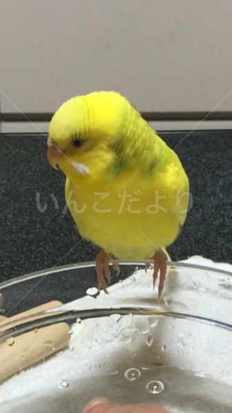 迷い鳥の写真